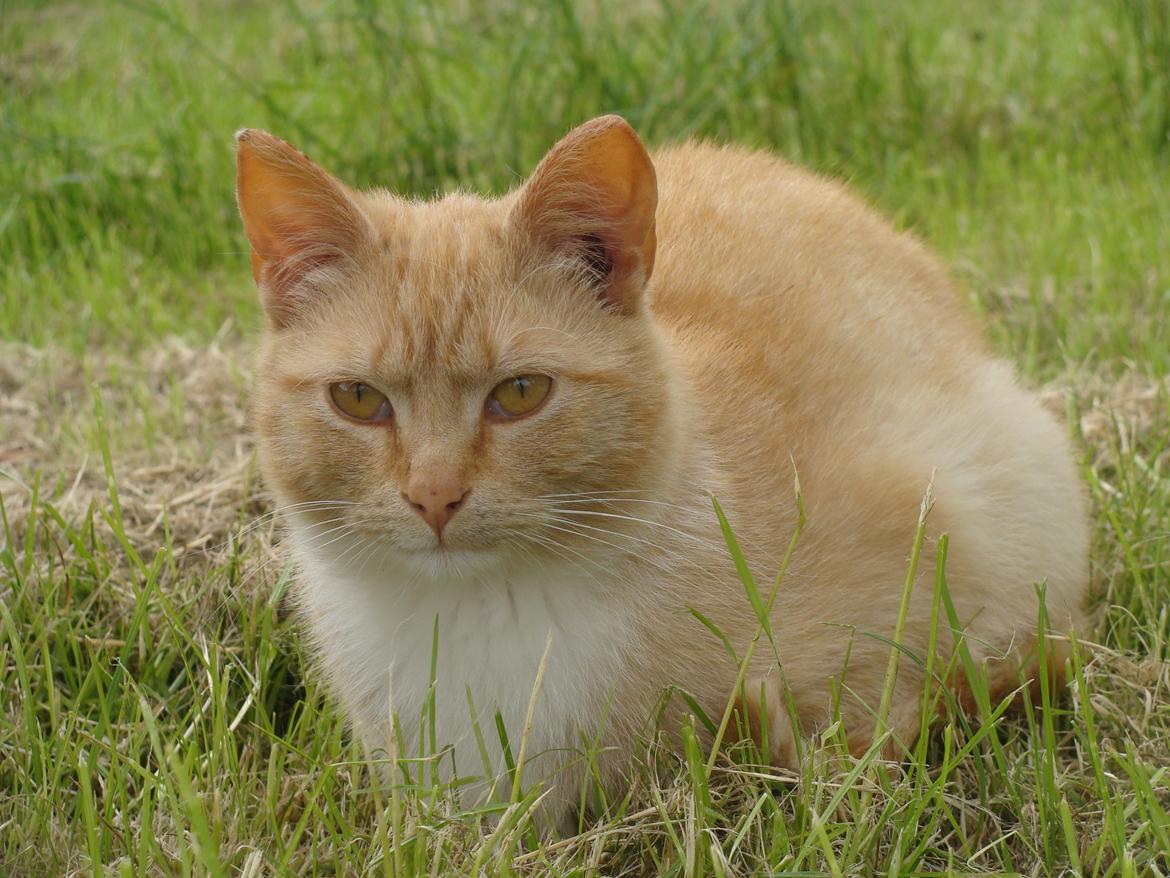 Huskat Hutson billede 10