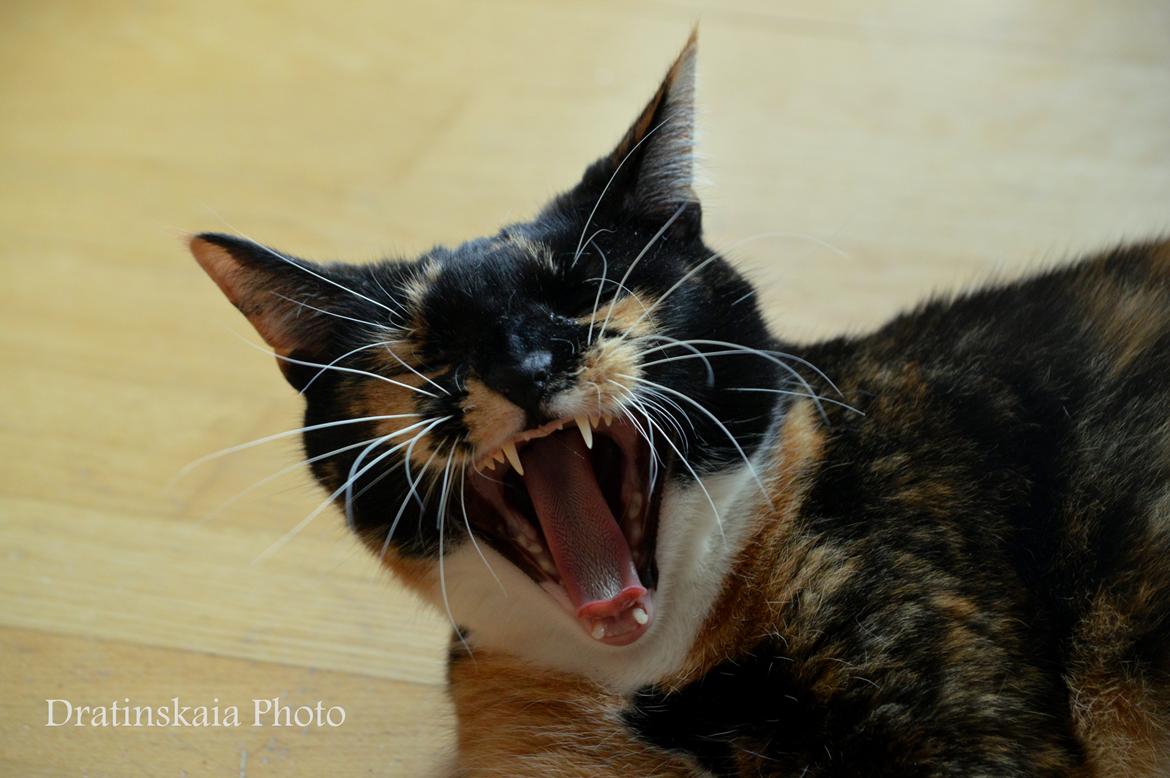 Huskat Alexandra billede 1