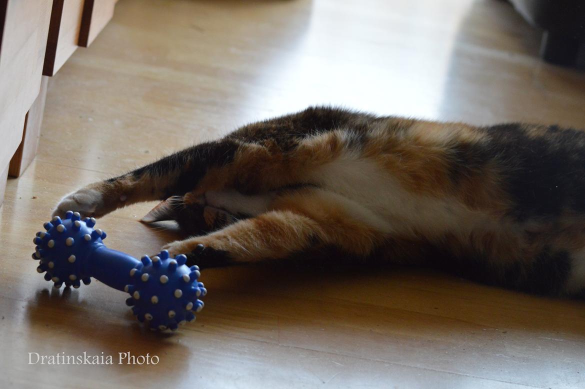 Huskat Alexandra billede 7