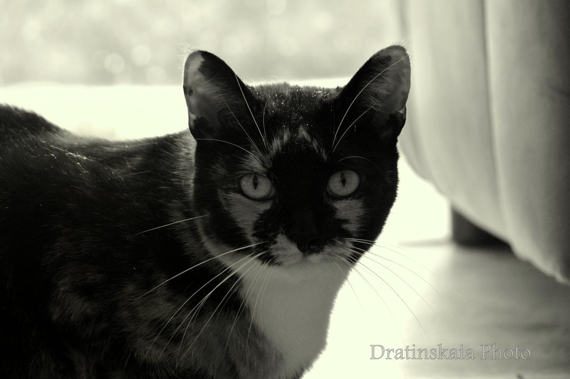 Huskat Alexandra billede 4