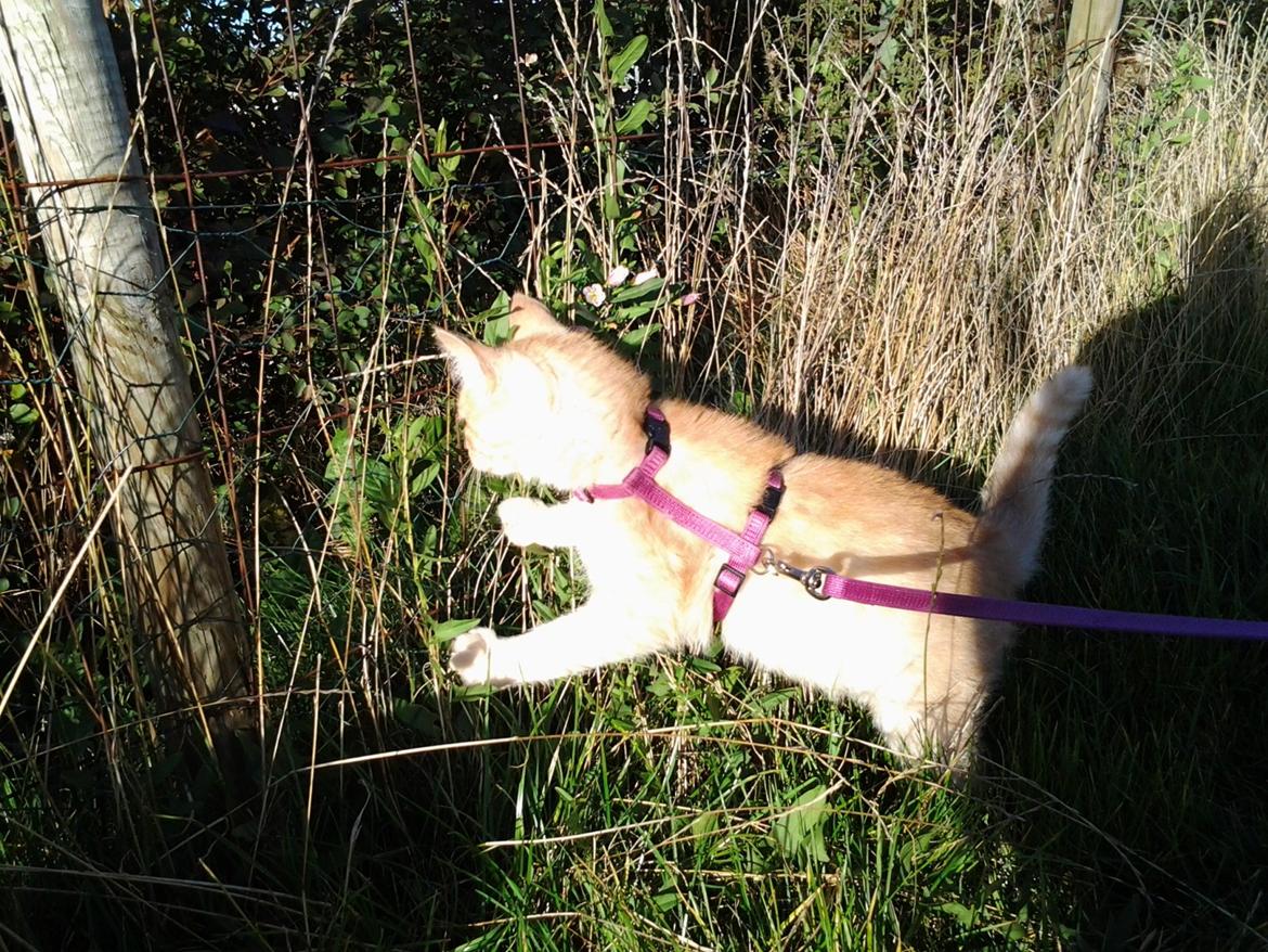 Huskat Charlie billede 1