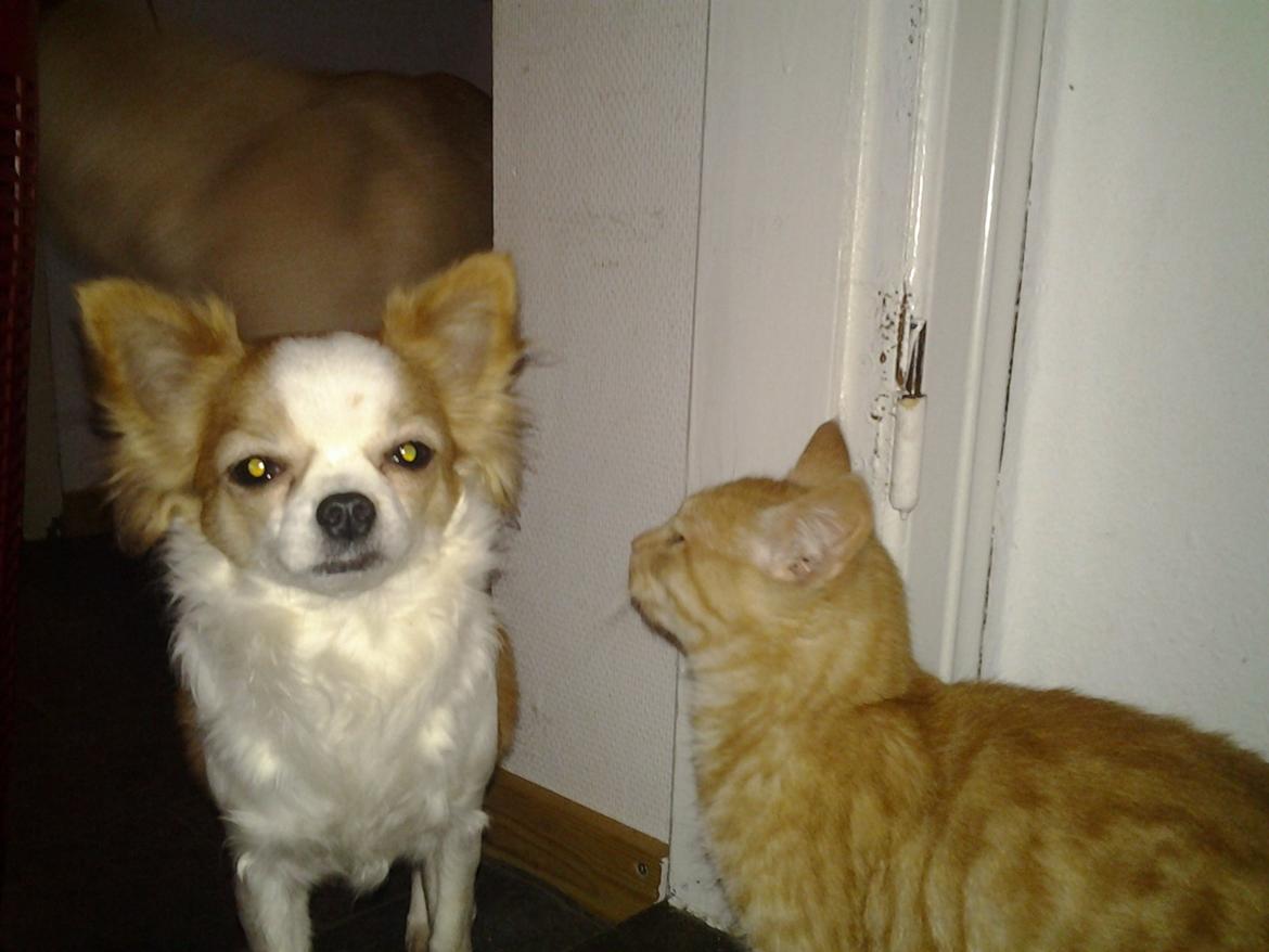 Huskat Charlie billede 3