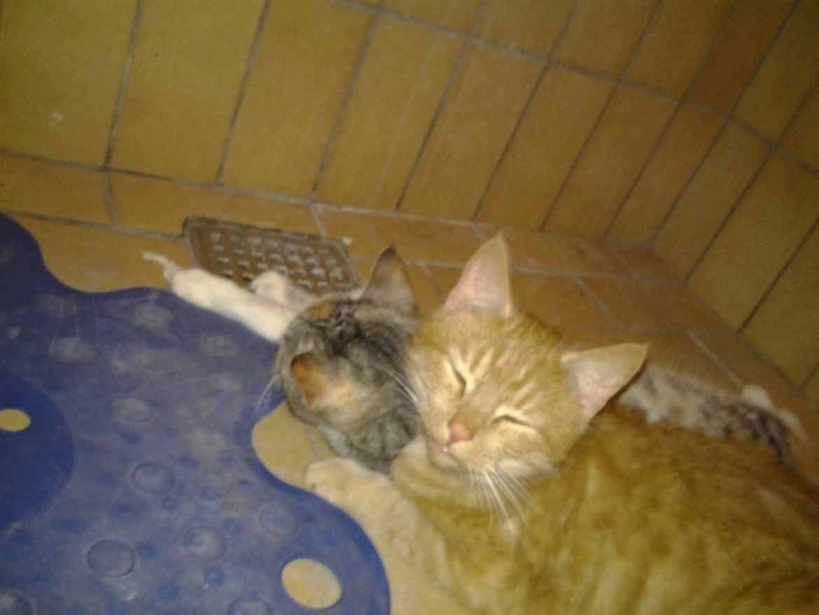 Huskat Charlie billede 4