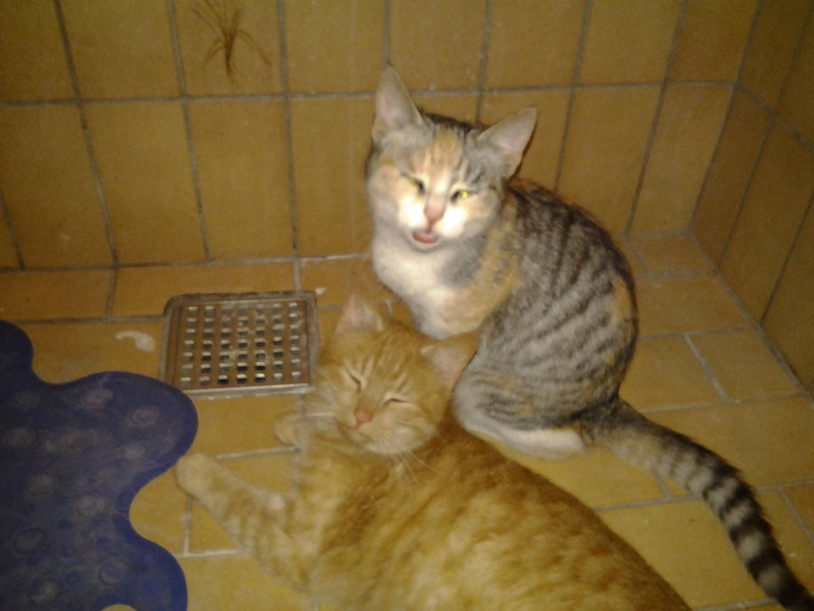 Huskat Charlie billede 5