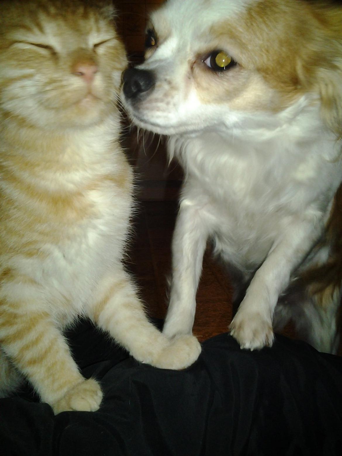 Huskat Charlie billede 6