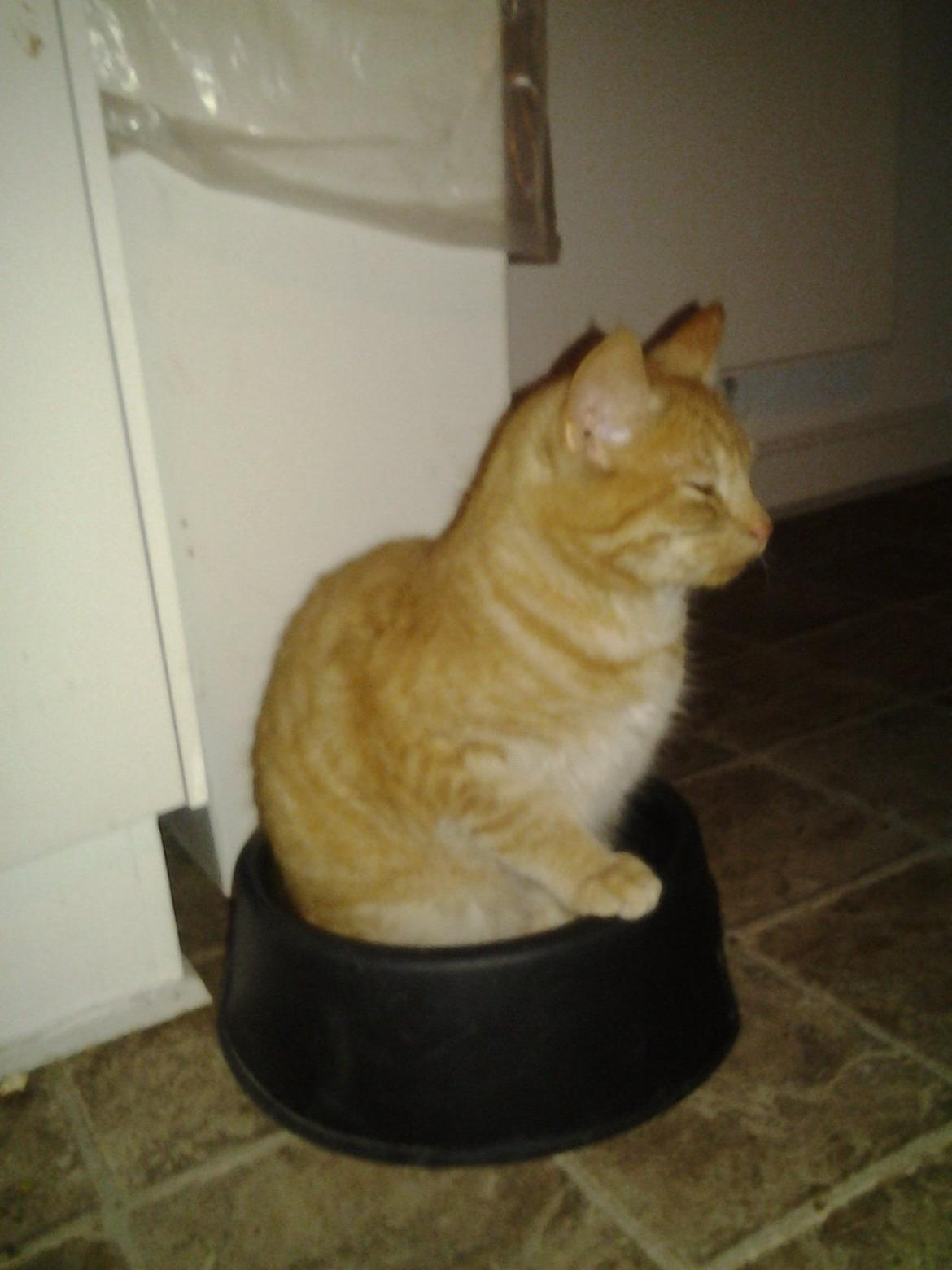 Huskat Charlie billede 2