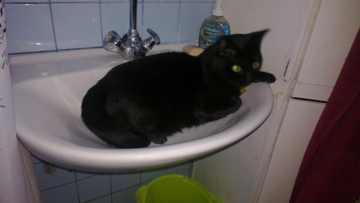 Huskat black jack ( hr jacks) billede 10