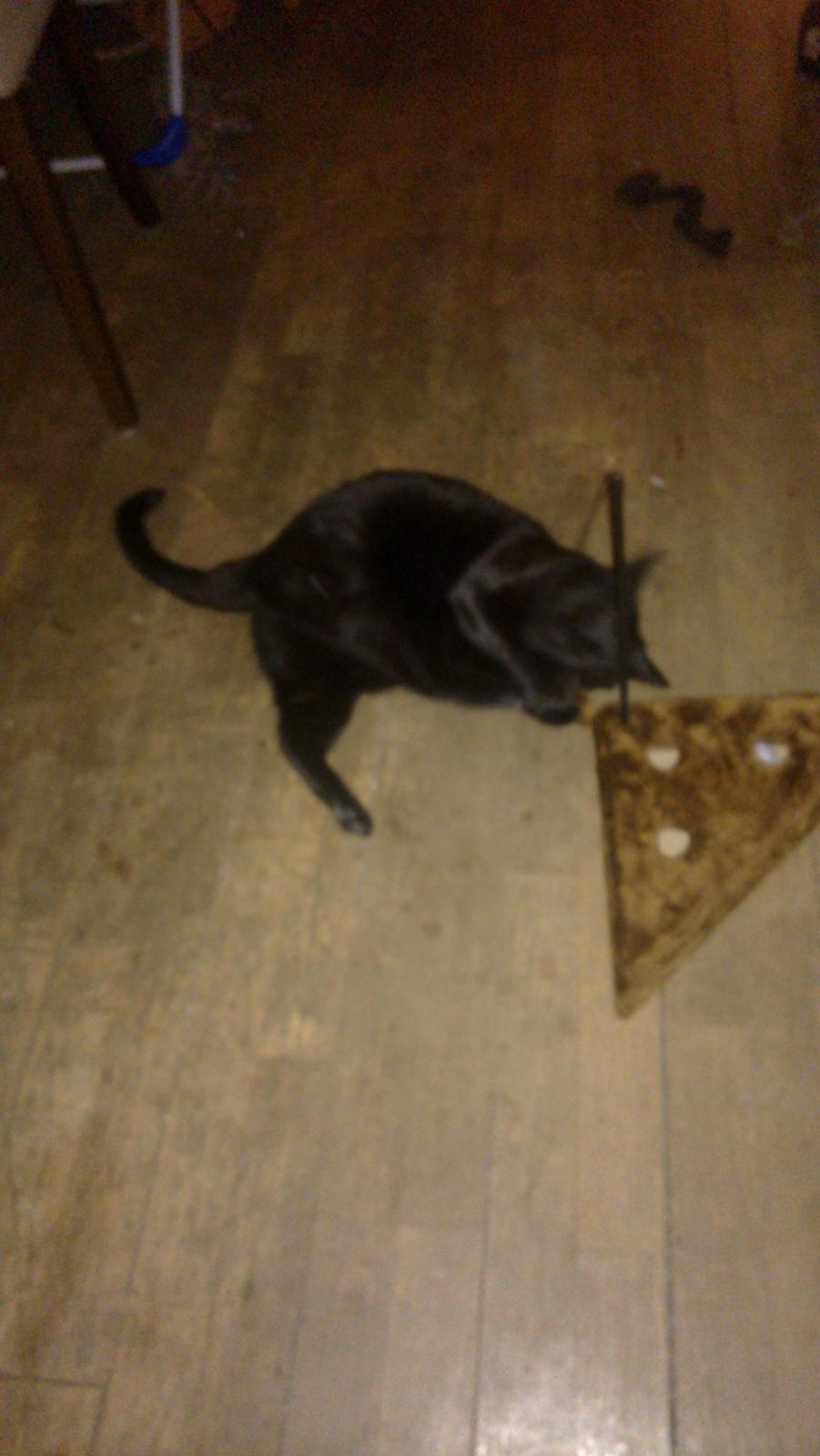 Huskat black jack ( hr jacks) billede 11