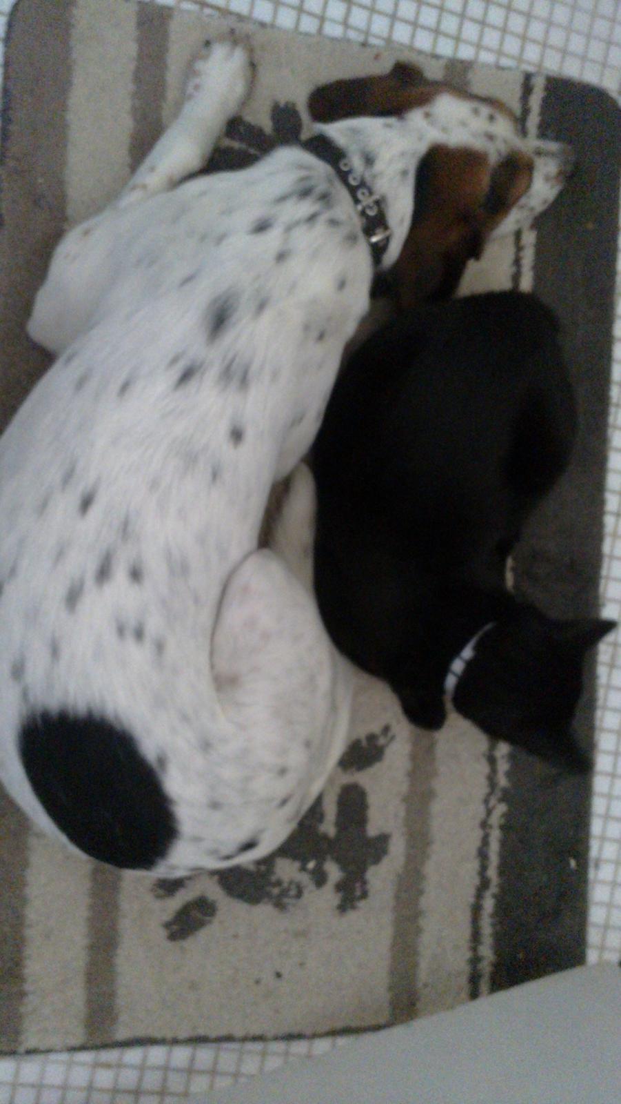 Huskat black jack ( hr jacks) - jack og luna billede 12