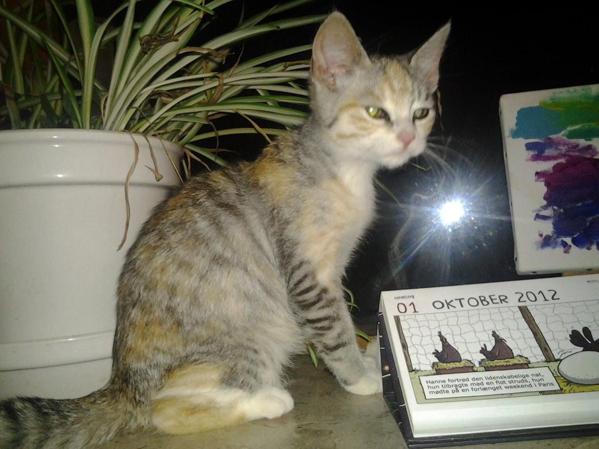 Huskat Gypsy billede 1