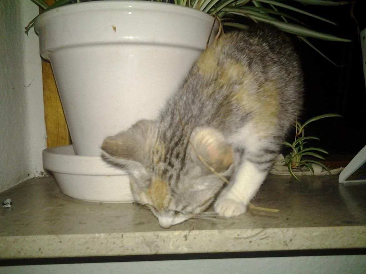 Huskat Gypsy billede 2