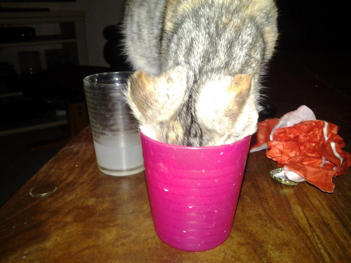 Huskat Gypsy billede 3