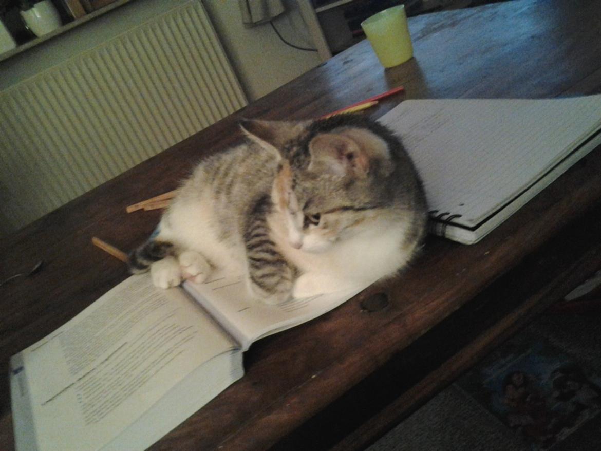 Huskat Gypsy billede 4