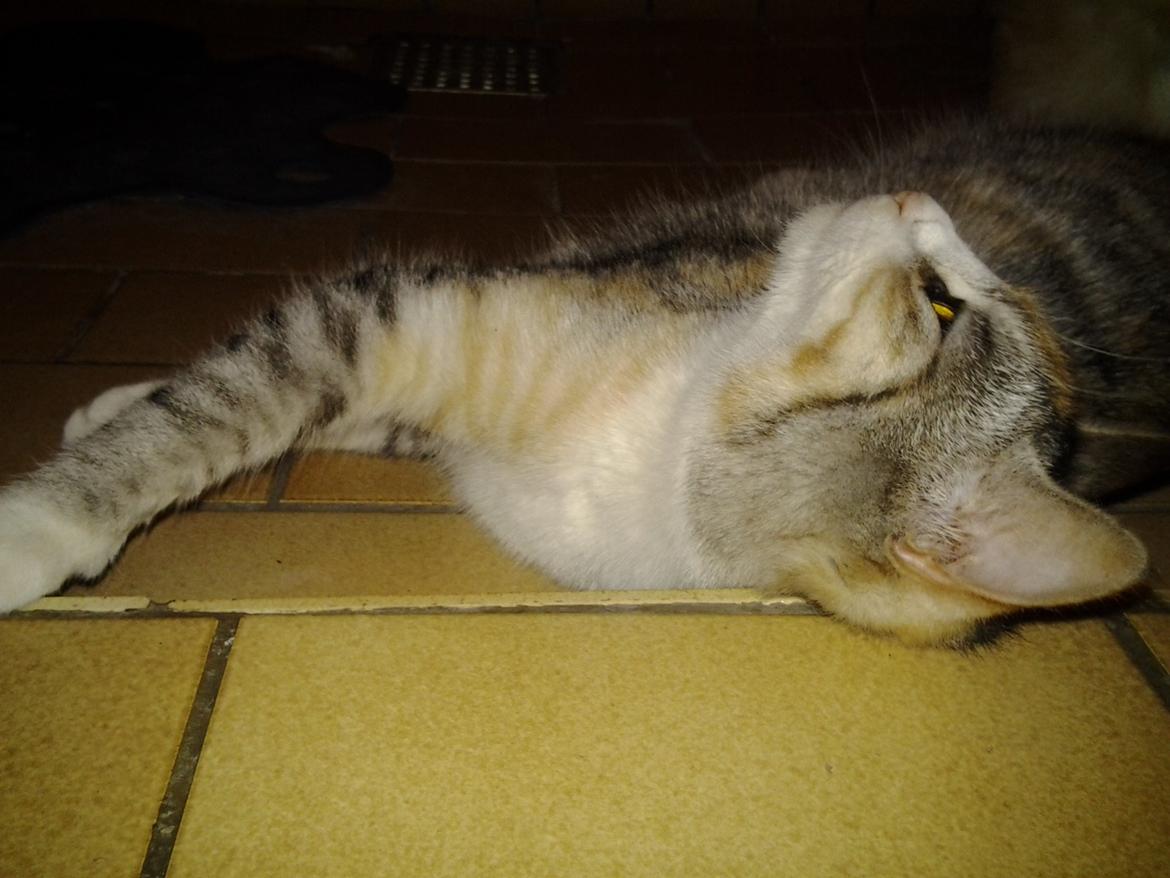 Huskat Gypsy billede 5