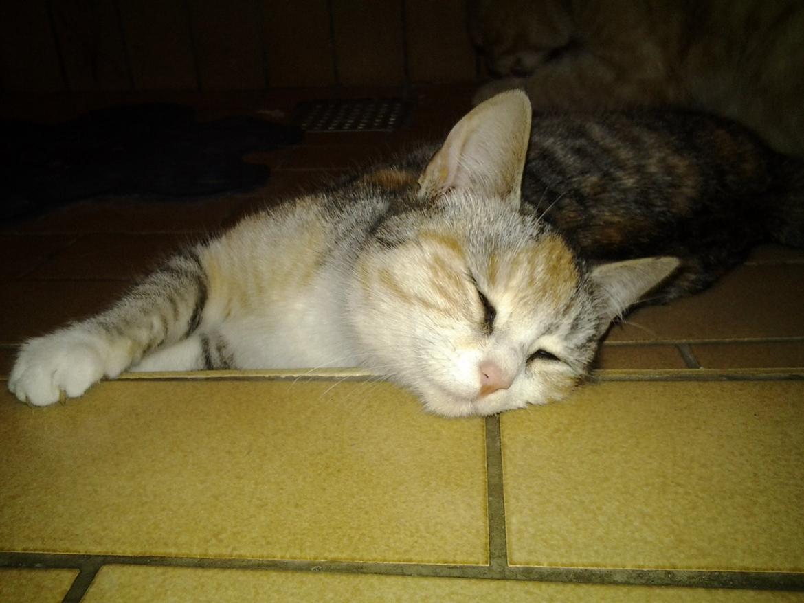 Huskat Gypsy billede 6