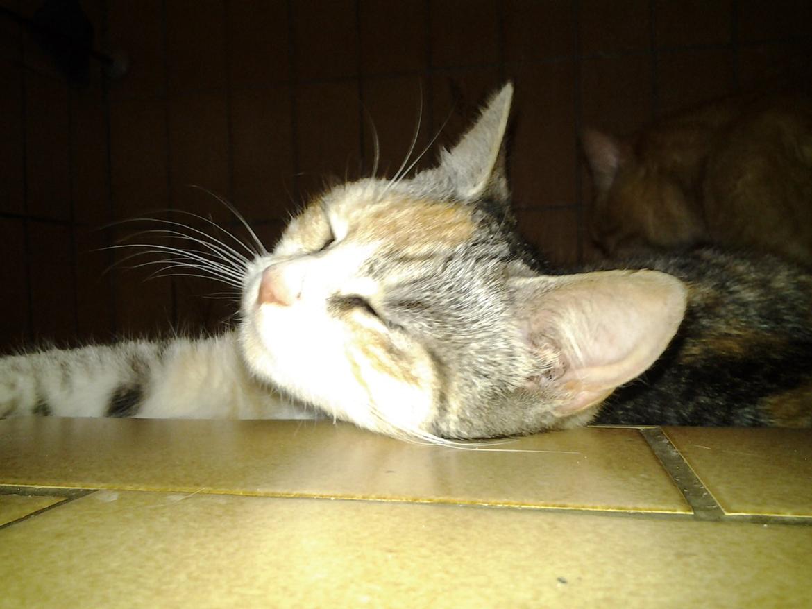 Huskat Gypsy - Der i huset hvor der er mest ro!! billede 7