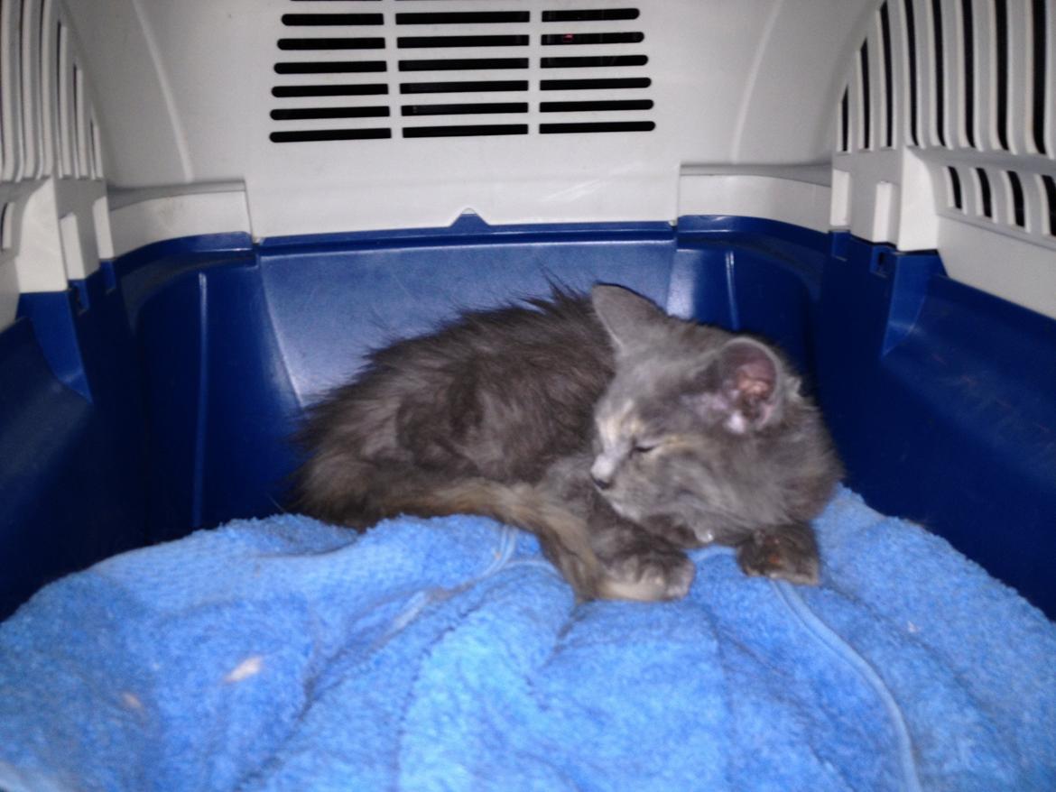 Maine Coon Mille - Så bliver man hentet. billede 15