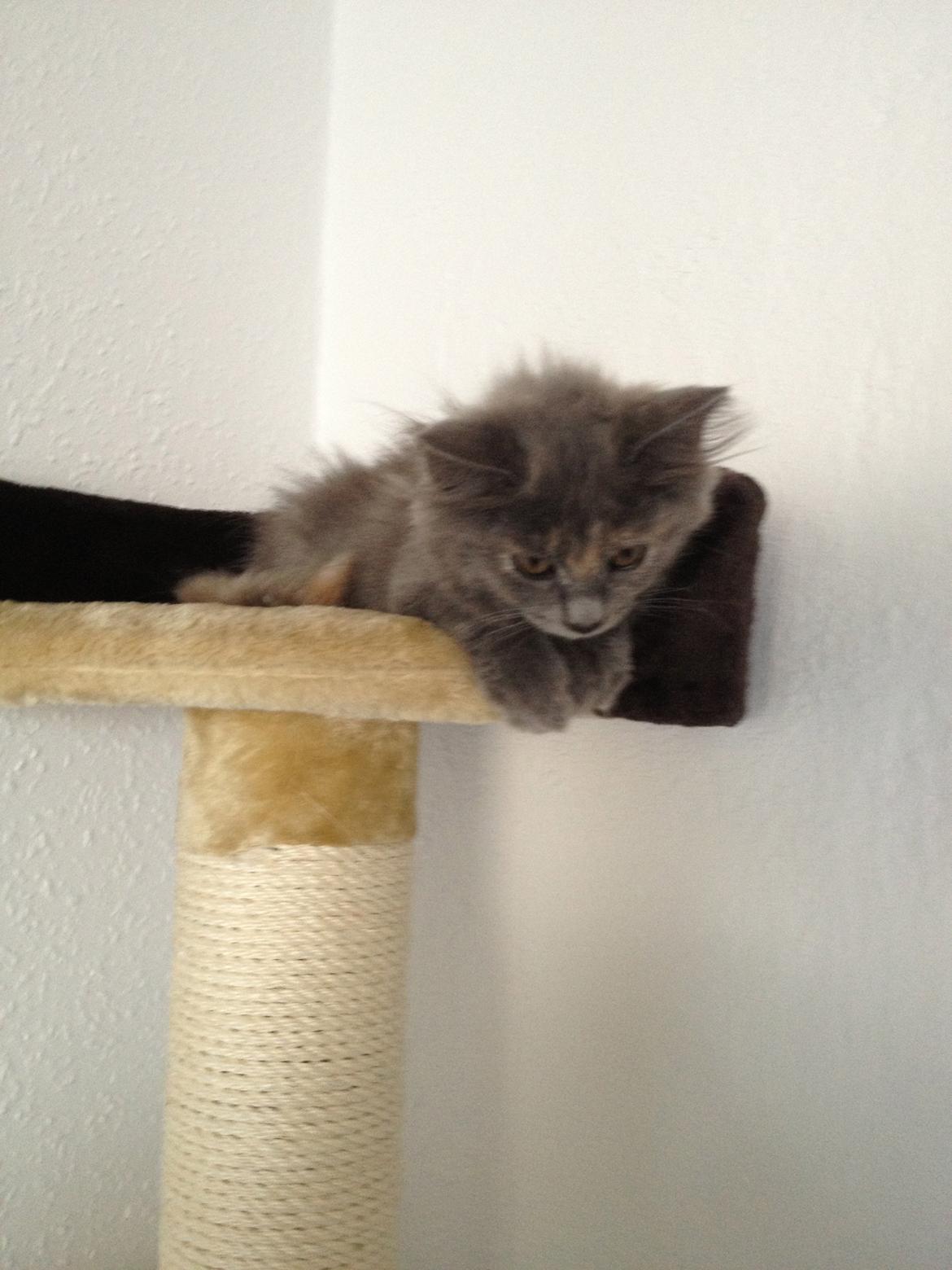 Maine Coon Mille - Jeg er højt oppe nu. billede 9