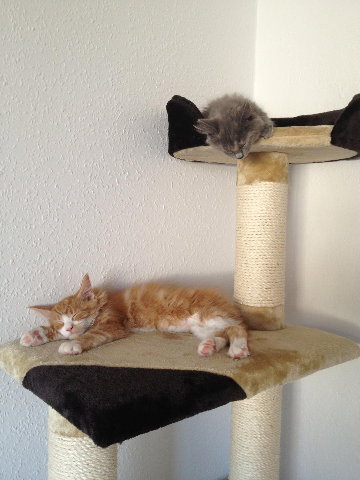 Maine Coon Mille - Putter godt. billede 10