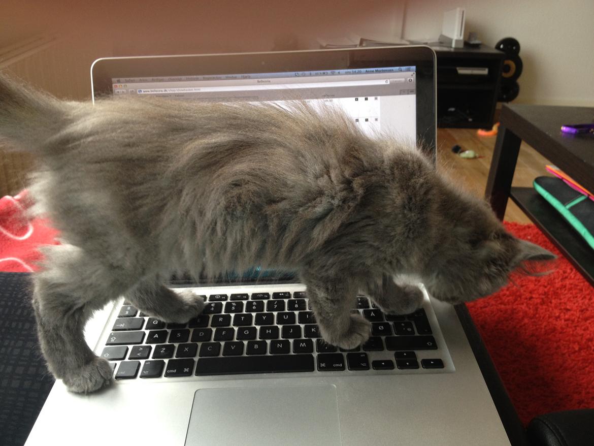 Maine Coon Mille - En computer er da meget spænende. billede 12