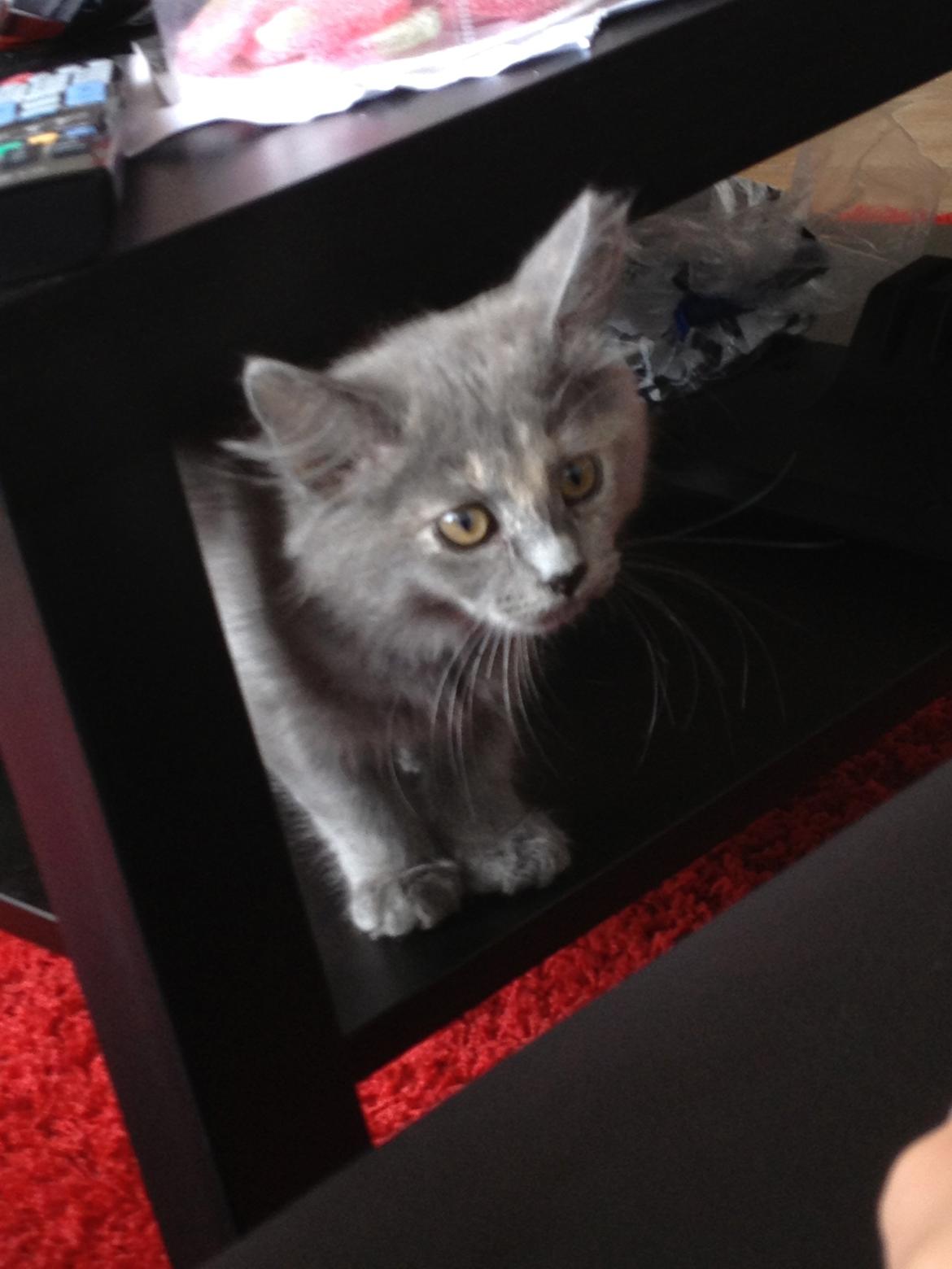 Maine Coon Mille billede 14