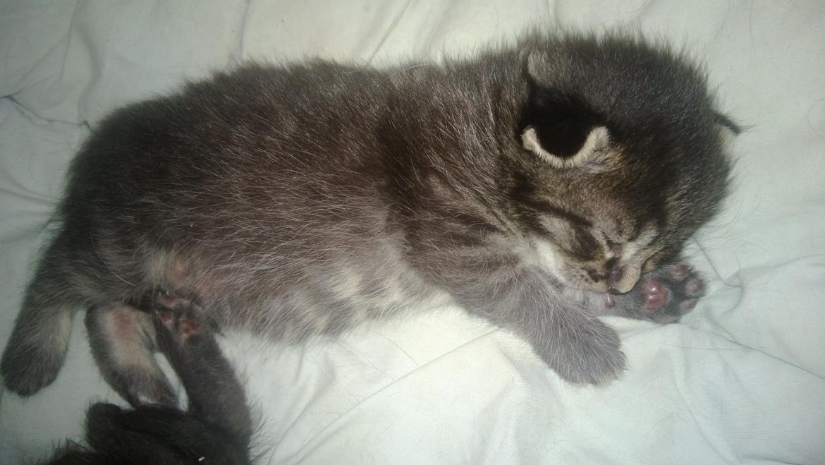 Huskat Basse Bum aka Bette mis billede 1