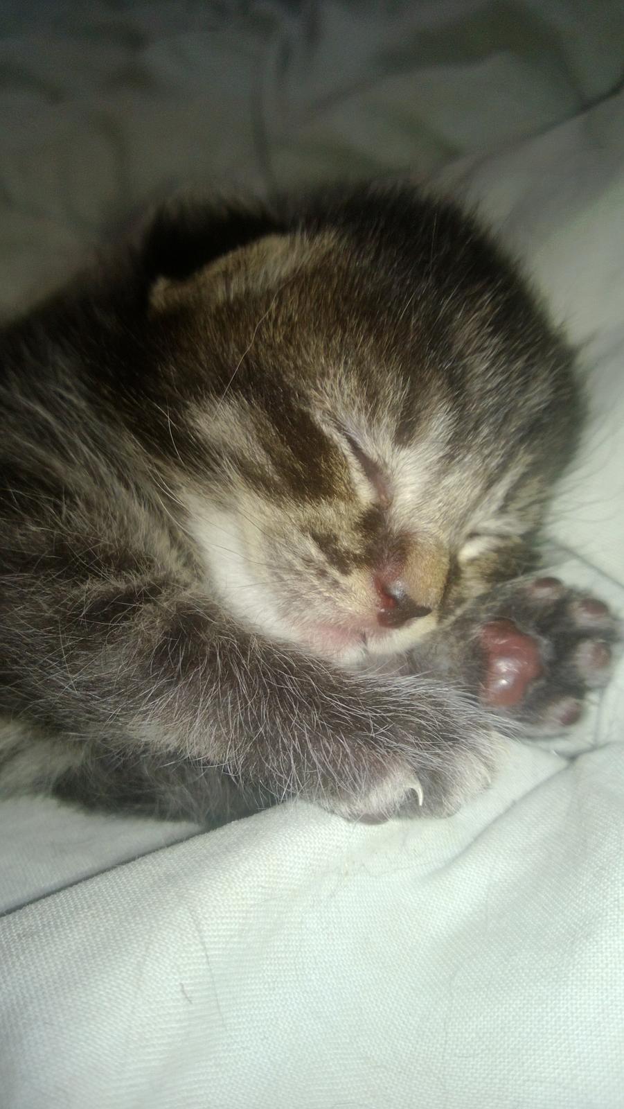 Huskat Basse Bum aka Bette mis billede 2