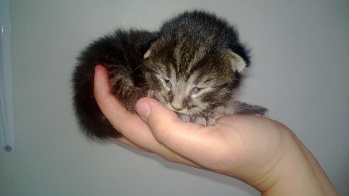 Huskat Basse Bum aka Bette mis billede 3