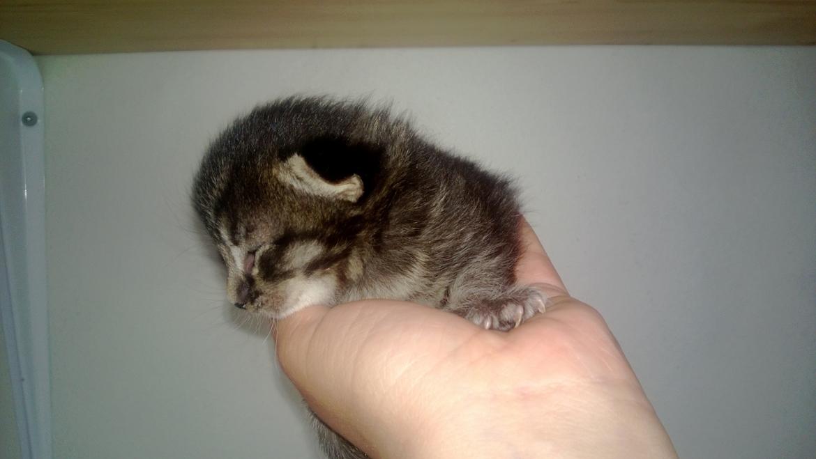 Huskat Basse Bum aka Bette mis billede 4