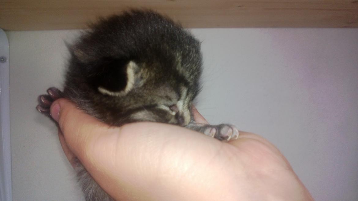 Huskat Basse Bum aka Bette mis billede 5