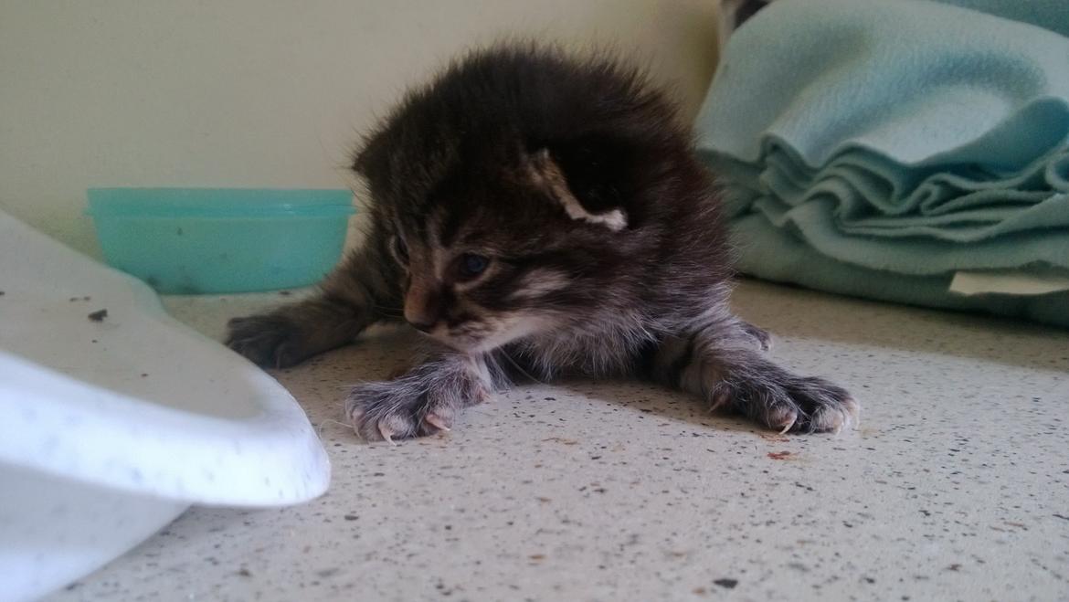 Huskat Basse Bum aka Bette mis billede 6