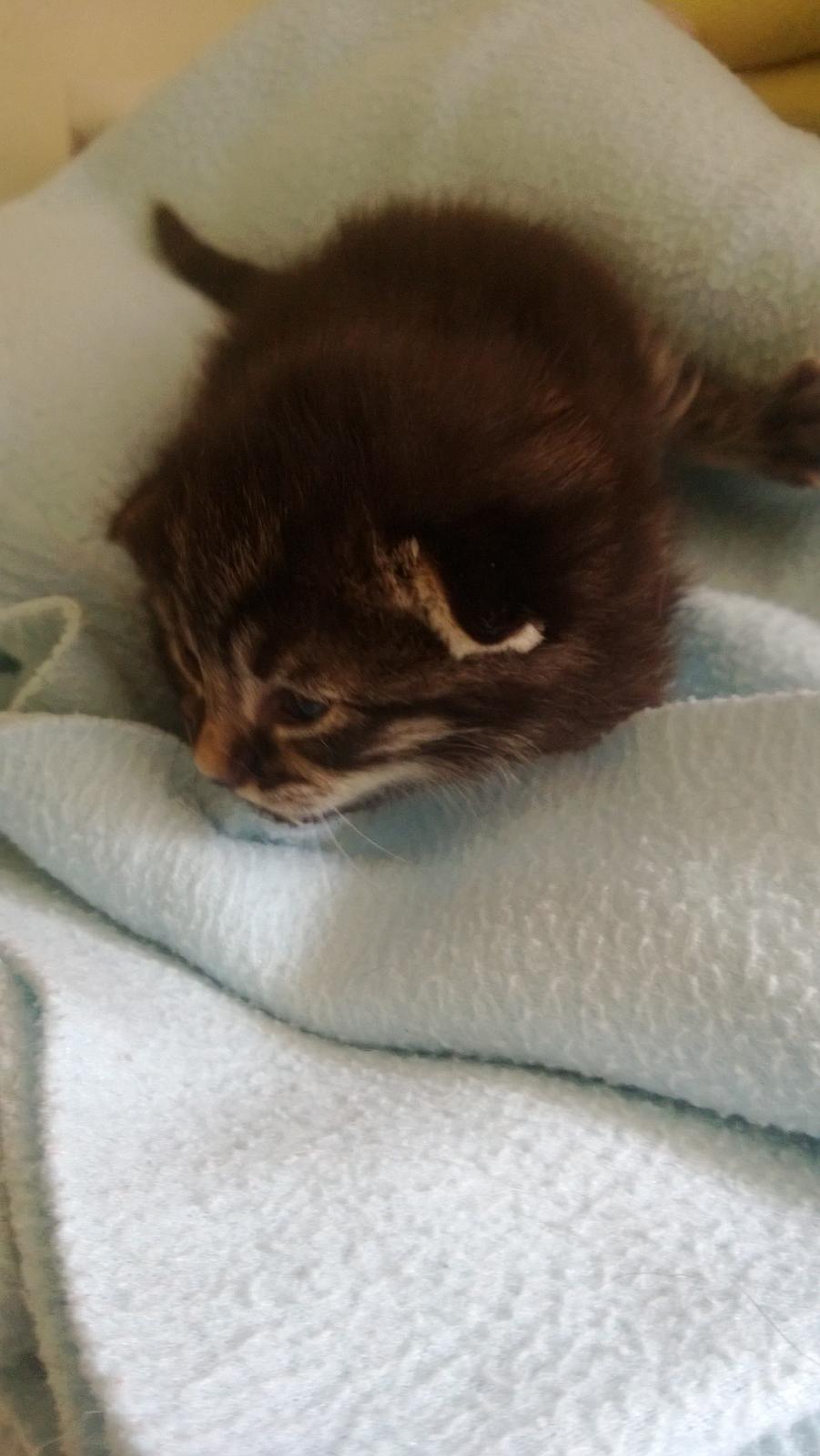 Huskat Basse Bum aka Bette mis billede 7