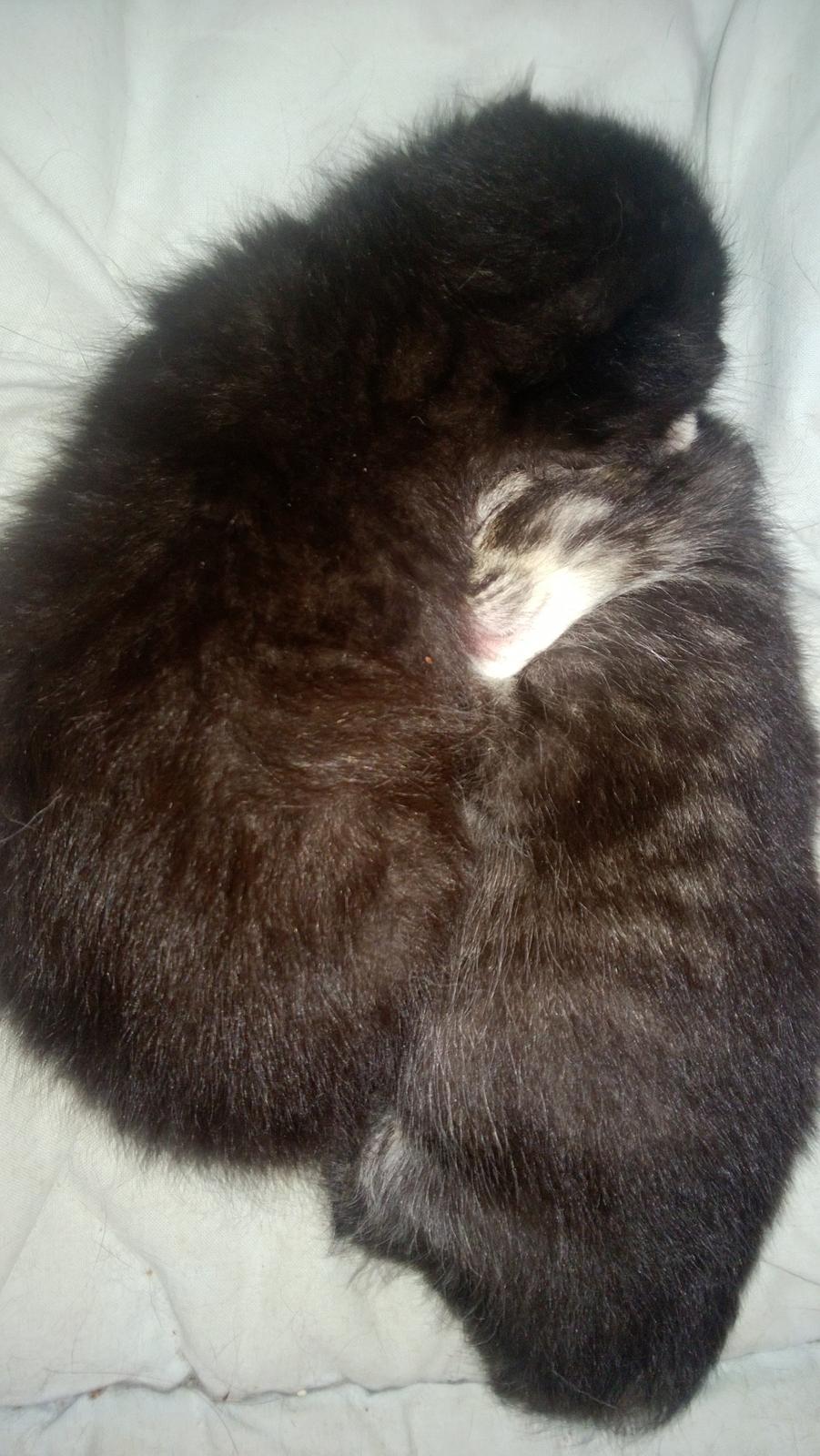 Huskat Basse Bum aka Bette mis billede 8