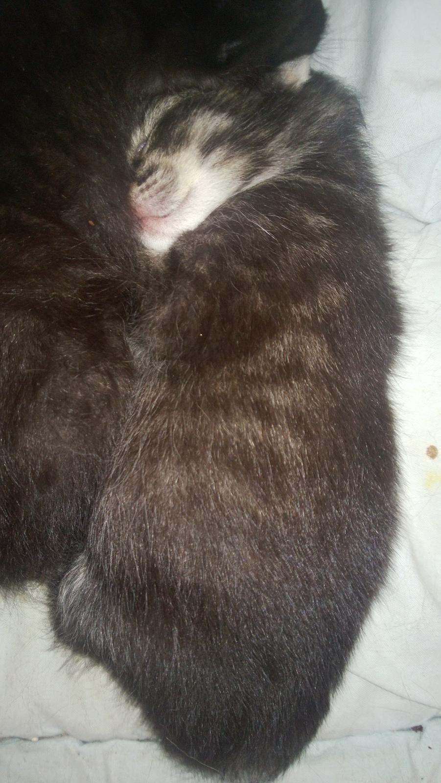 Huskat Basse Bum aka Bette mis billede 9