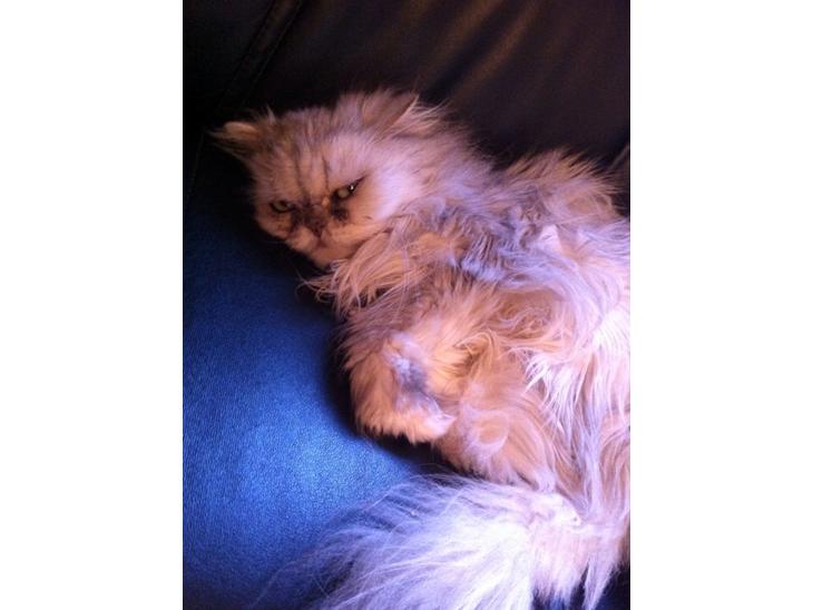 {{currentPhoto.altText}} billede {{currentPhoto.number}}