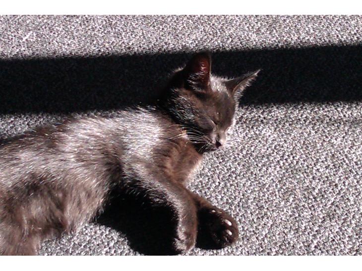 Huskat Mille billede 1