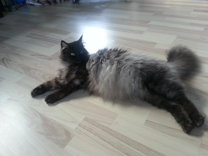 {{currentPhoto.altText}} billede {{currentPhoto.number}}