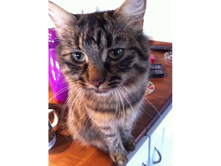 {{currentPhoto.altText}} billede {{currentPhoto.number}}