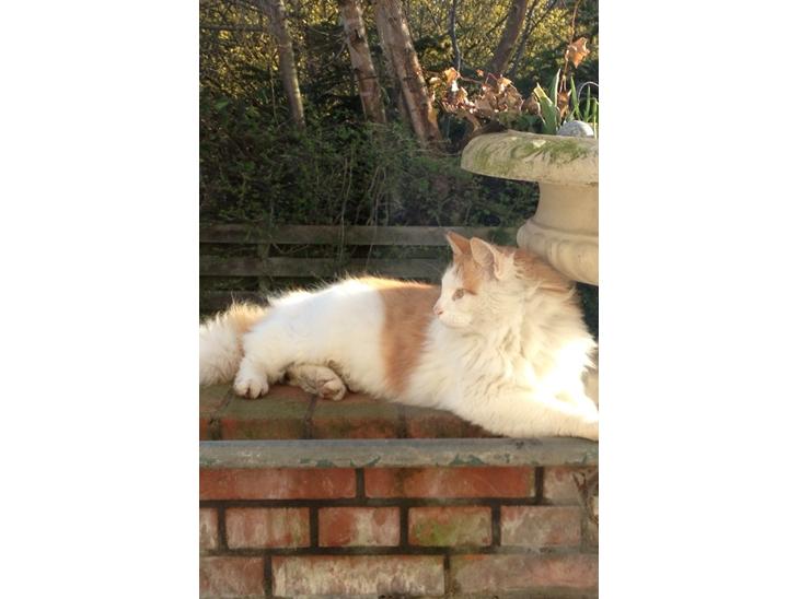 {{currentPhoto.altText}} billede {{currentPhoto.number}}