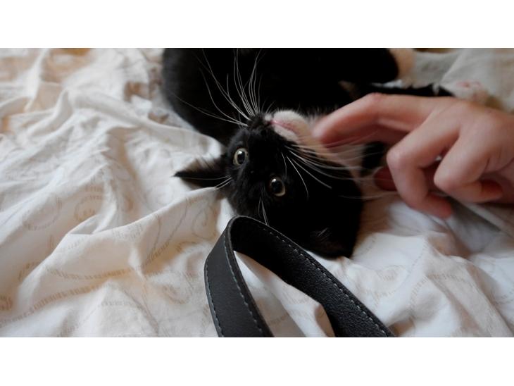 Huskat Momo billede 1