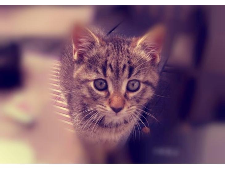 Huskat Yrsa - et billede fra da jeg endnu ikke var blevet afhentet af min nuværende mor!♥ billede 1