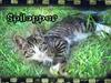 Blanding af racer Spilopper