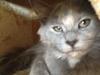 Maine Coon Mille