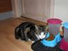 Huskat Mille R.I.P