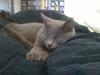 Chartreux Gizmo