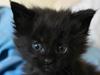 Maine Coon Sunway´s Kinder æg [ Himmelkat]
