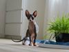 Sphynx Divya Das