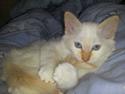 Hellig Birma ¨˜”°º•NEVAN•º°”˜¨