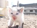 Huskat Mini muz<3 R.I.P:(