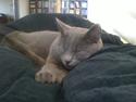 Chartreux Gizmo